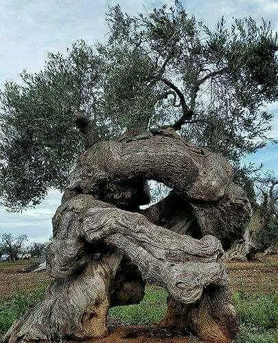 Casa Emilia מונופולי